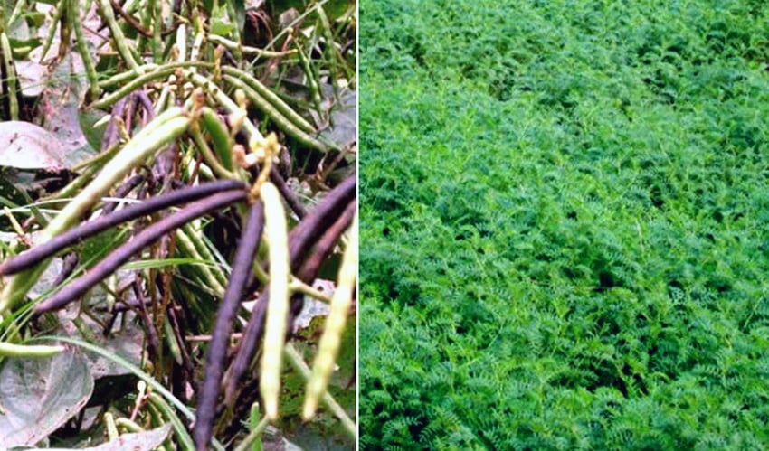 DAE sets target to produce 4,004 tonnes of pulses in Rangpur region