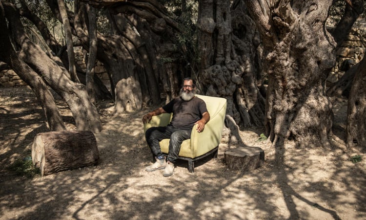 West Bank's ancient olive tree a 'symbol of Palestinian endurance'