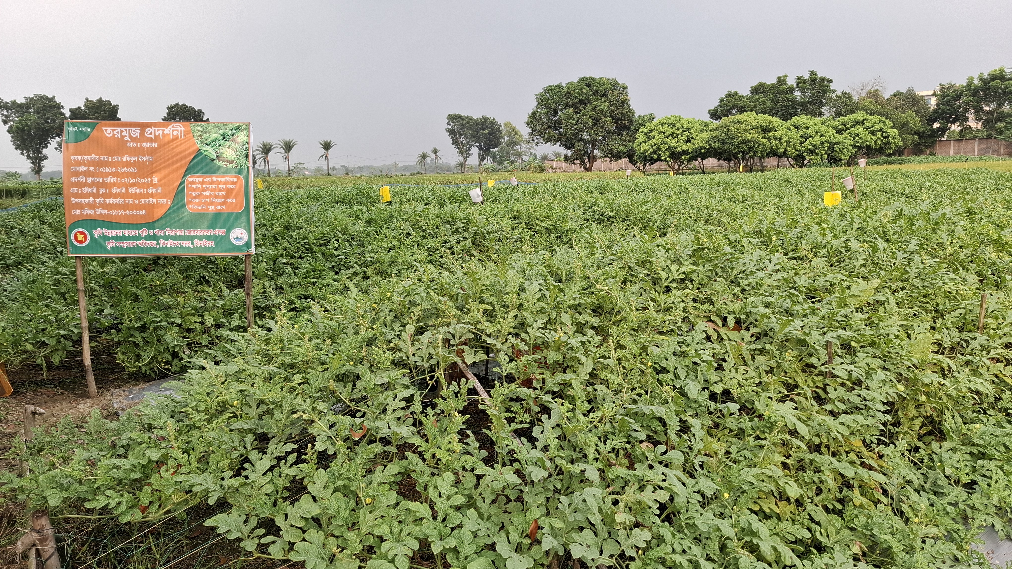 Summer watermelon revolution: Jhenaidah farmer finds success with mulching method, inspires others