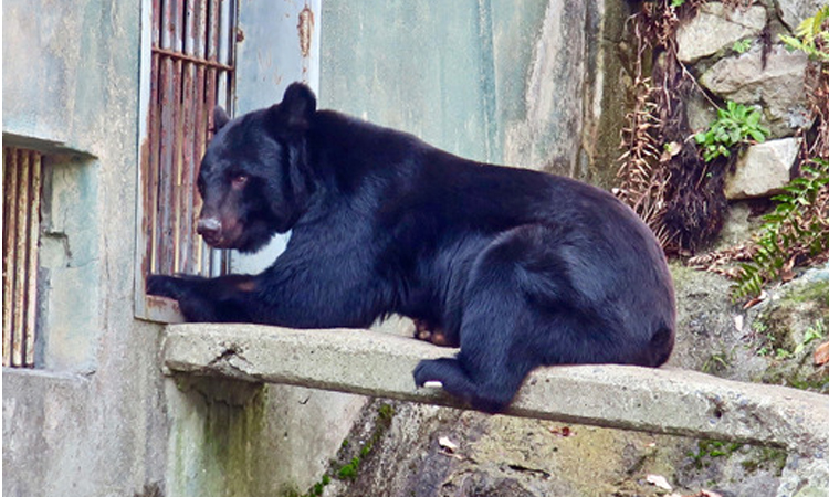 No picnic: How to survive a bear encounter in Japan