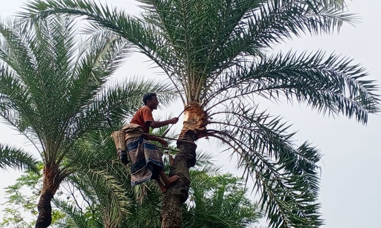 Farmers busy preparing 2.7 lakh date palm trees in Chuadanga for sap collection