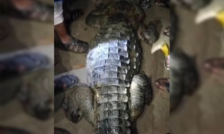Locals captured a Crocodile in Manikganj
