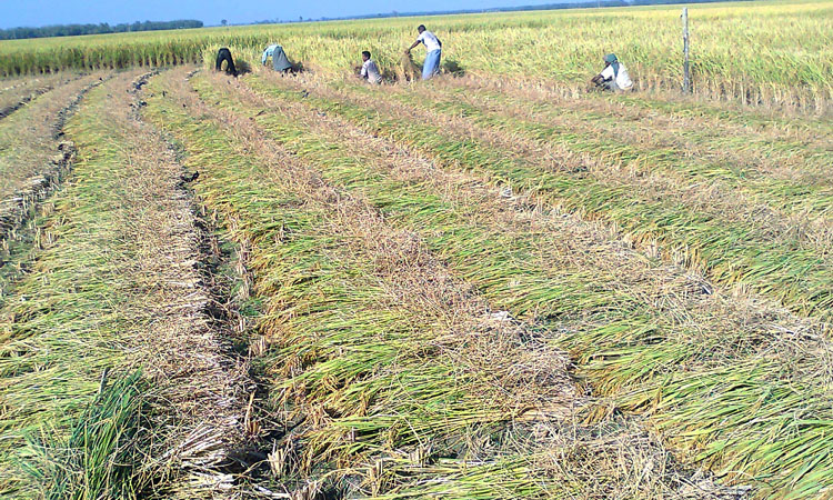 Bumper Aman production forecasted  in Rangpur