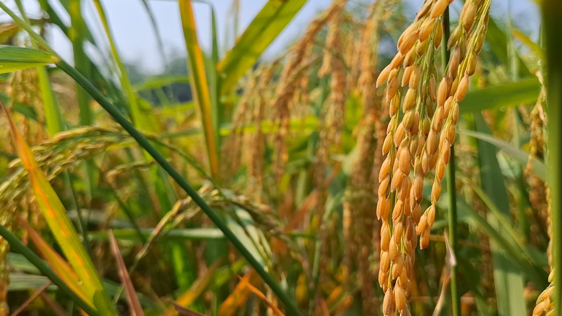 Rahim’s success in cultivating jhum paddy brings hope to farmers
