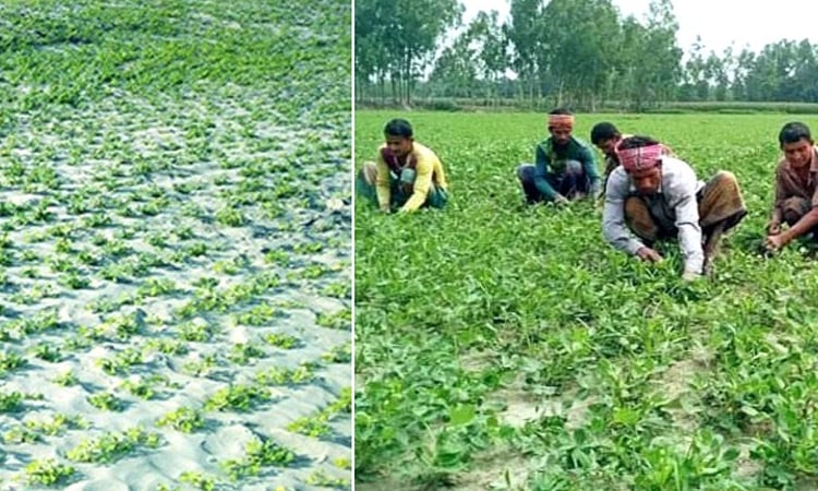 Rangpur farmers to produce record 12,245 tonnes of winter groundnuts 