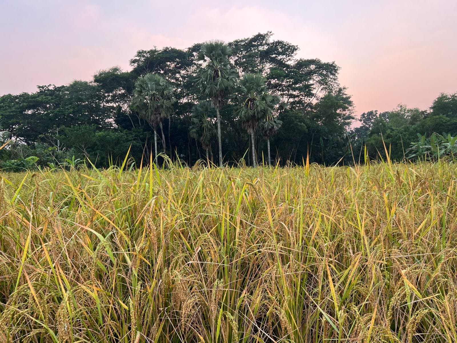 Pest attack on Aman plants worries Patuakhali farmers 