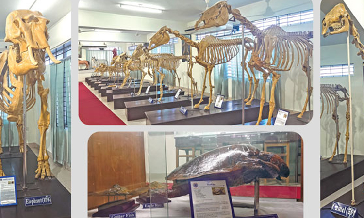 Country's first skeleton museum in Ctg attracts curious visitors 