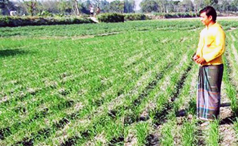Rangpur division to produce 2,68,732 tonnes of wheat 