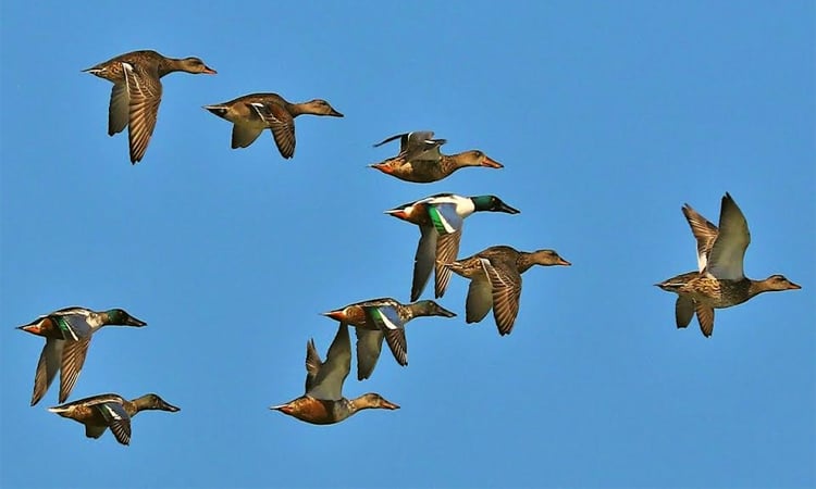 Migratory birds arriving before onset of winter in northern region