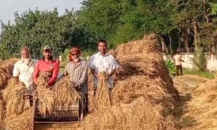 Aman paddy harvesting in full swing across Khulna region