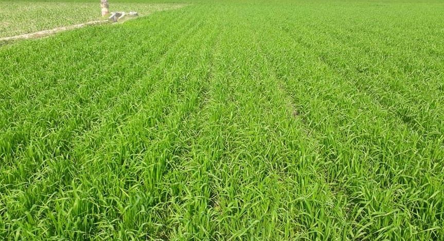 Rajshahi farmers to produce 5.40 lakh tonnes of wheat