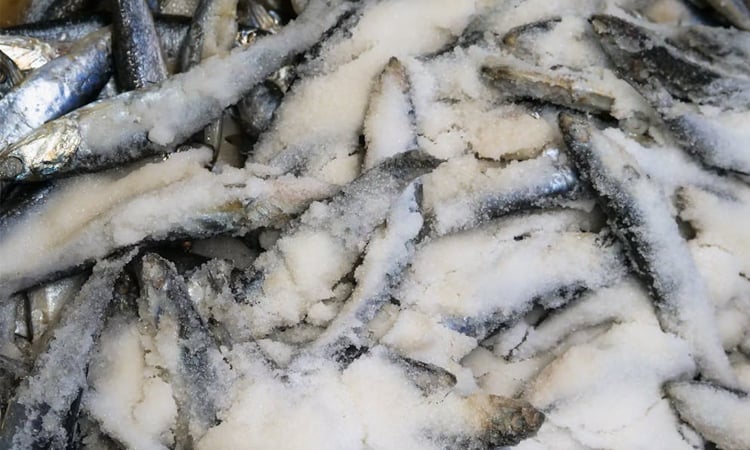 BB clarifies gross weight for frozen fish export subsidies