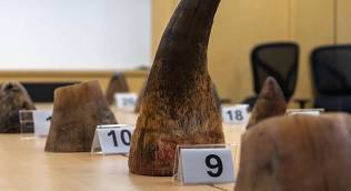 Singapore seizes record rhino horn haul