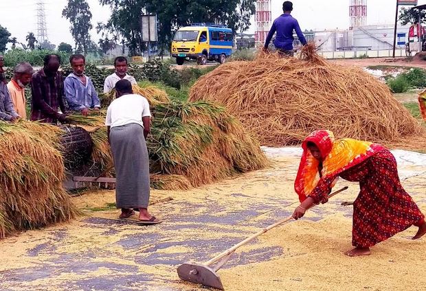 Rangpur division to produce record 35.54 lakh tonnes clean Boro rice