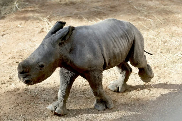 White rhino born at Spain zoo in conservation success