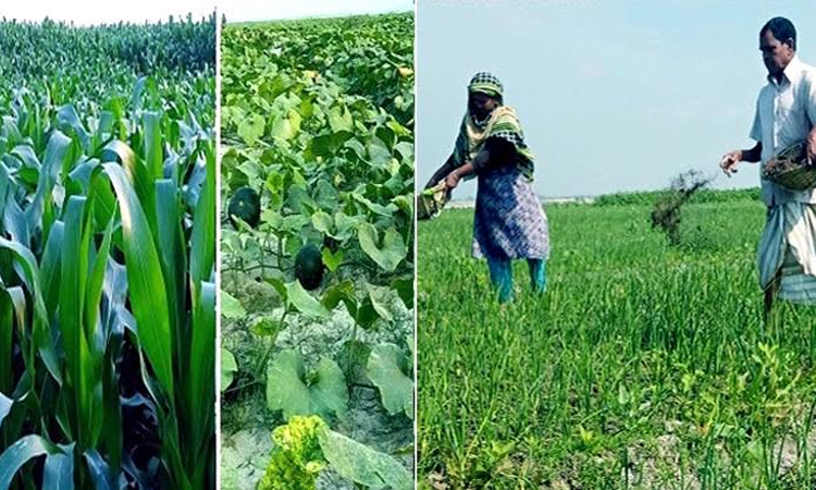 Char areas being covered by growing crops in Rangpur region