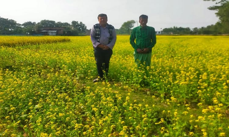 Direct-seeded mustard farming gains popularity in Rajshahi