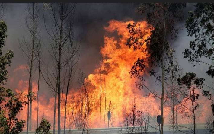 Iran seeks help with fire threatening UNESCO-listed forests