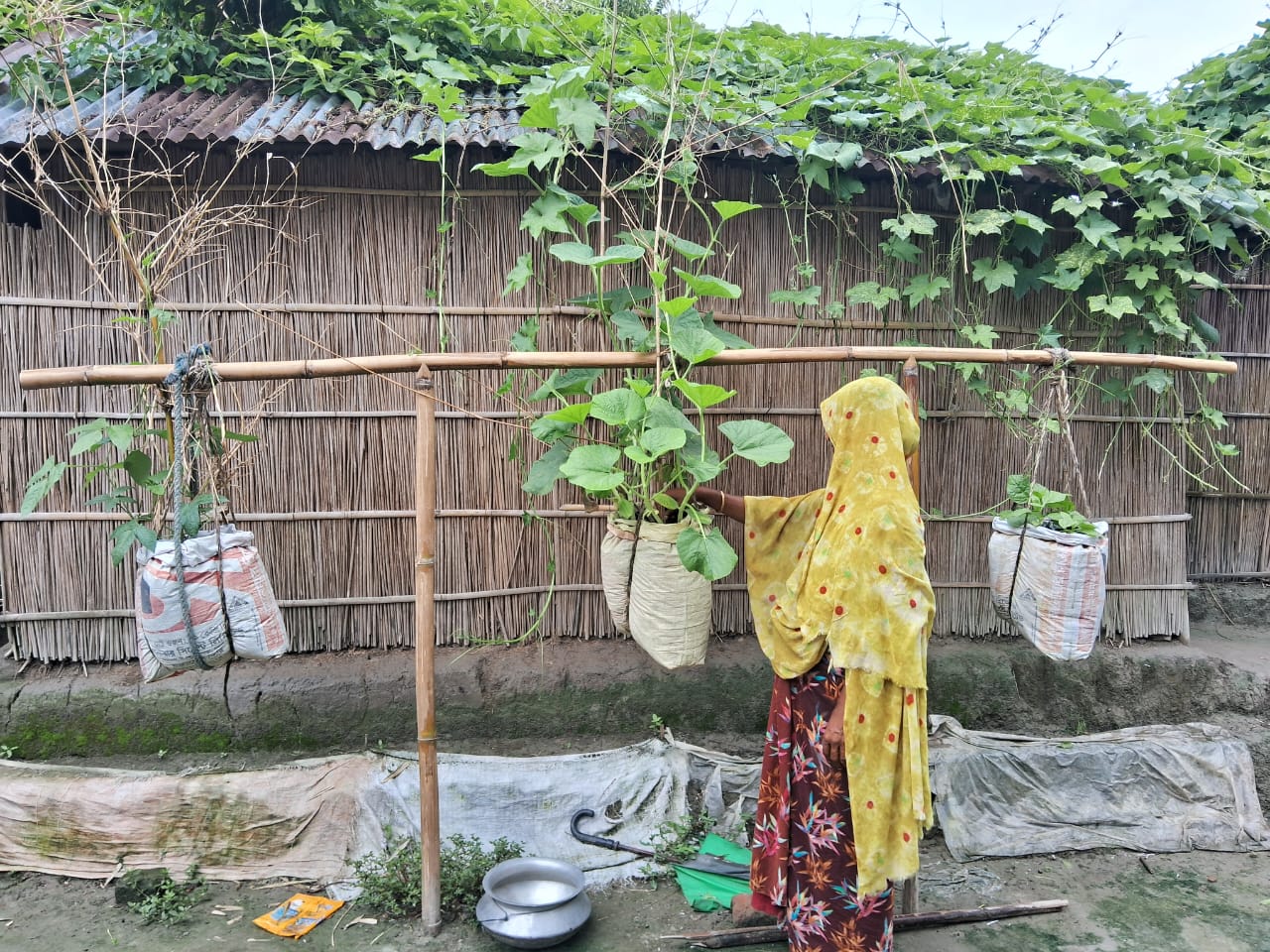 Flood resilient vegetable farming gains popularity in Gaibandha chars