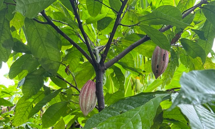 NGO links major chocolate brands to Liberia deforestation