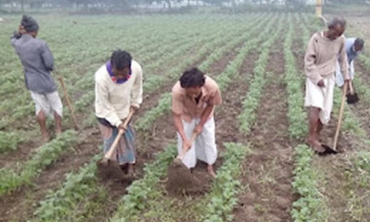 Dinajpur targets potato cultivation on 47,250 hectares this Rabi season