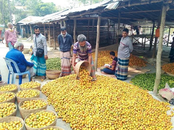 DAE expects highest betel nut production in 10 years in Bagerhat 