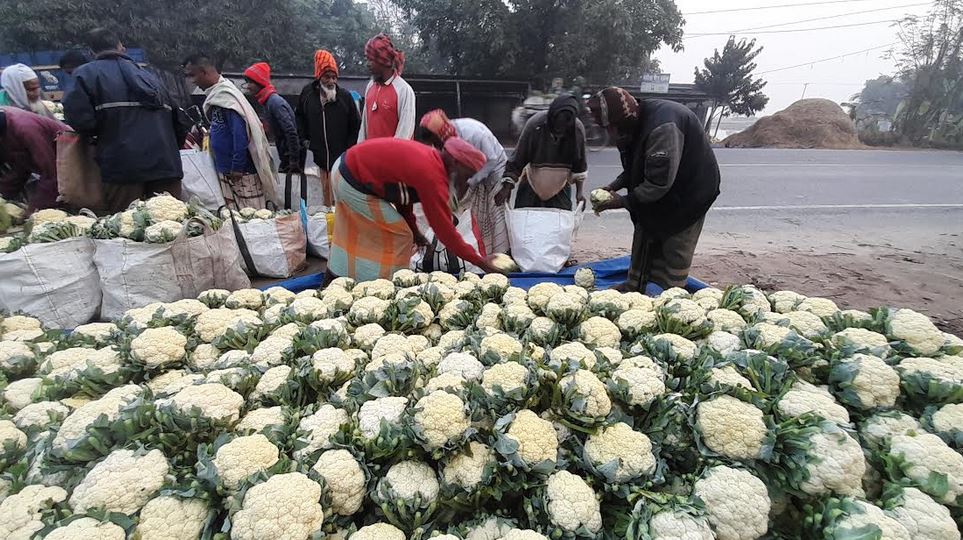 Popular winter cauliflower flooded in markets in Naogaon