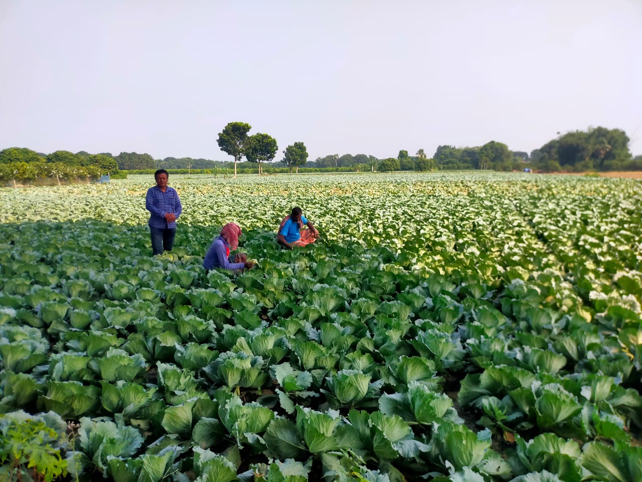 19.75-lakh tonnes winter vegetables yield expected in Rajshahi division