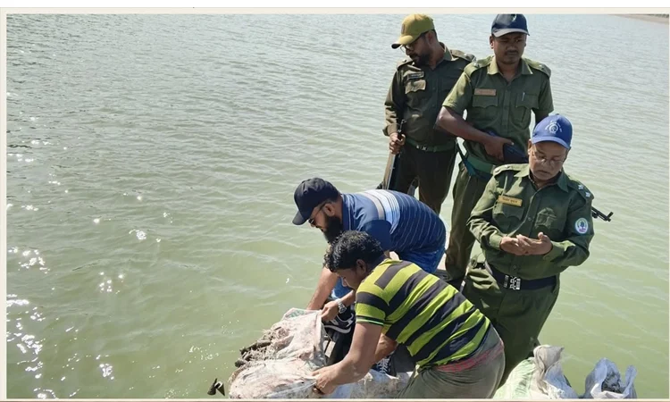 860 kg of snails seized in Satkhira, released in Sundarbans river