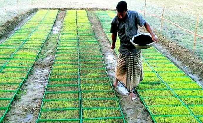 Rangpur farmers start preparing seedbed for Boro rice cultivation