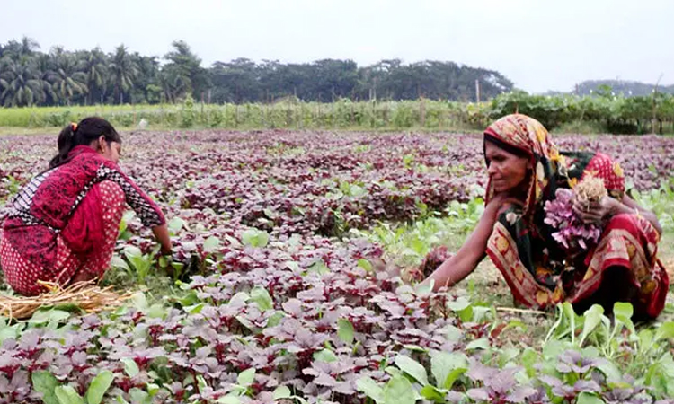 A woman farmer’s journey from adversity to prosperity