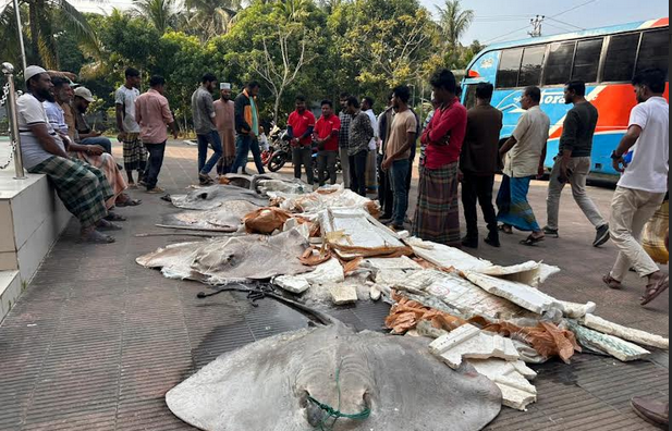 498kg of banned shapla pata fish seized in Patuakhali
