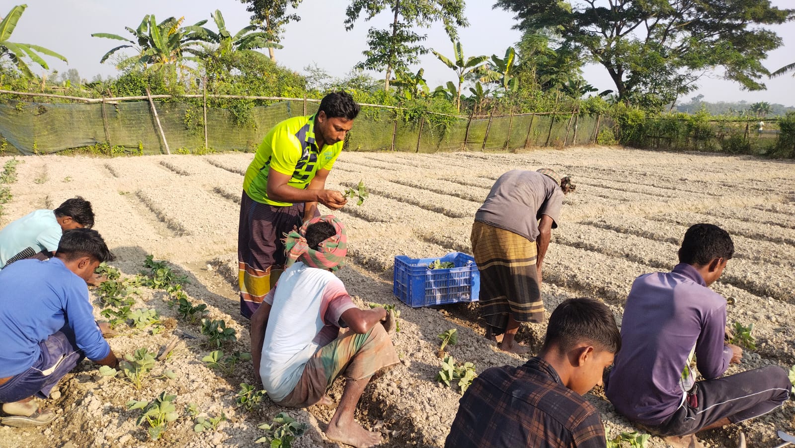 Youth becomes successful in strawberry farming in Bogura 