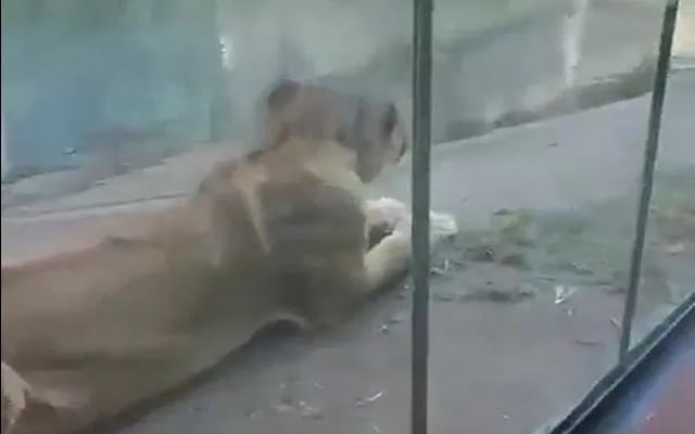 Brazilian teen killed after climbing into lion enclosure at zoo