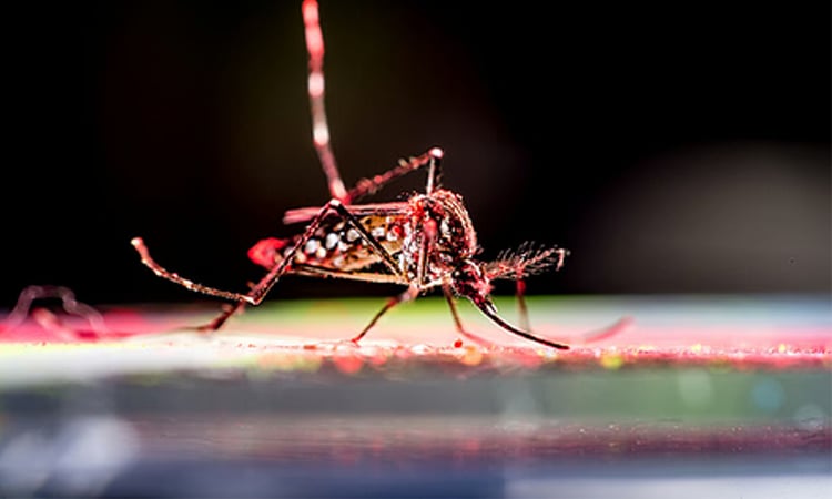Chikungunya, dengue kill 21 children in crisis-hit Cuba