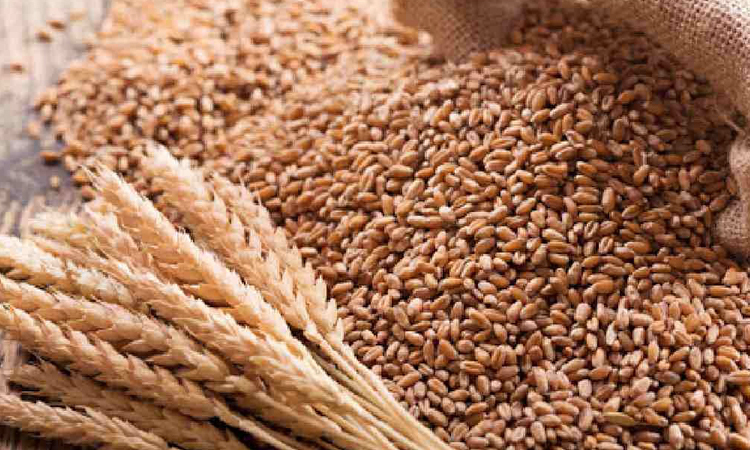 Govt to procure 2.20 lakh MTs of wheat 