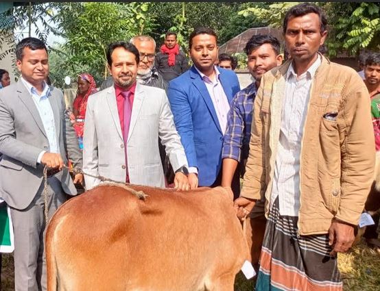 112 improved calves distributed to small ethnic groups in Sirajganj