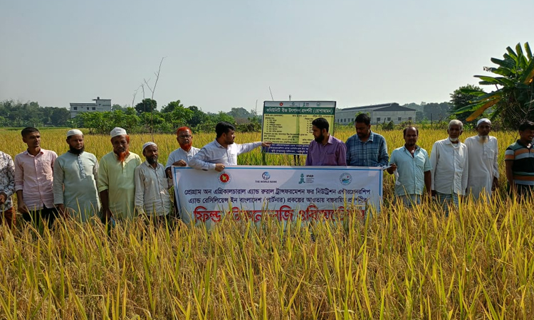 Aman yield surpasses target in Narsingdi