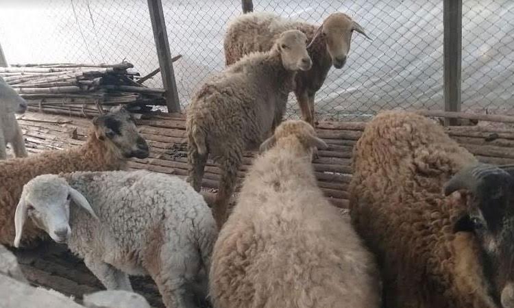 Boosted up animal production ensures protein to people in Rajshahi