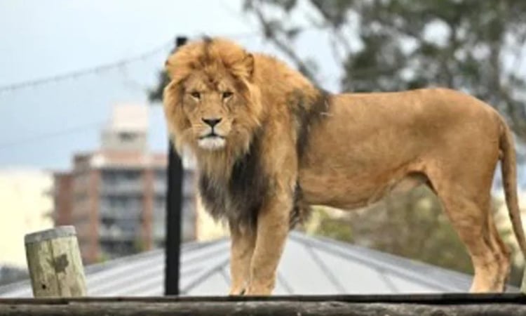 Escaped lion safely returned to enclosure at Nat'l Zoo