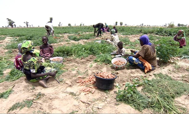 13 farmers abducted in restive northeast Nigeria