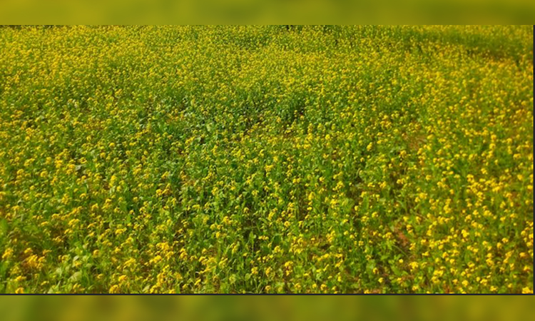 6.46 lakh tonnes of mustard seed expected in Rajshahi division