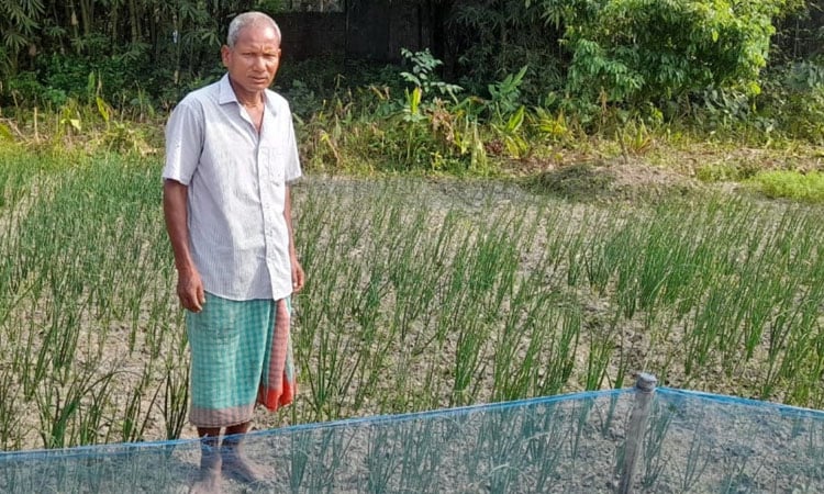 Farmers in Thakurgaon getting good profit in onion cultivation