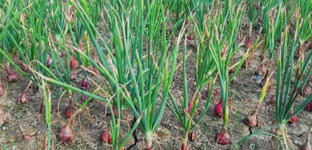 Khulna DAE sets target to produce 18, 878MT onion in current Robi season