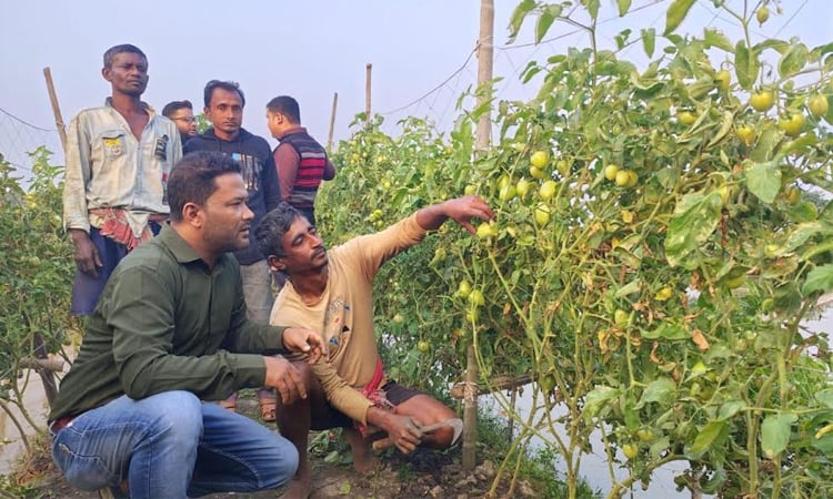 Early variety red ruby tomato field day held in Chitalmari
