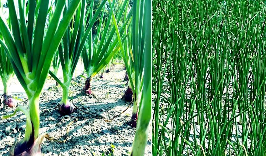 Farmers cultivating onions with enthusiasm in Rangpur 