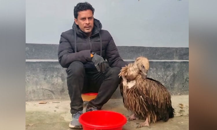 Himalayan vulture rescued in Sirajganj