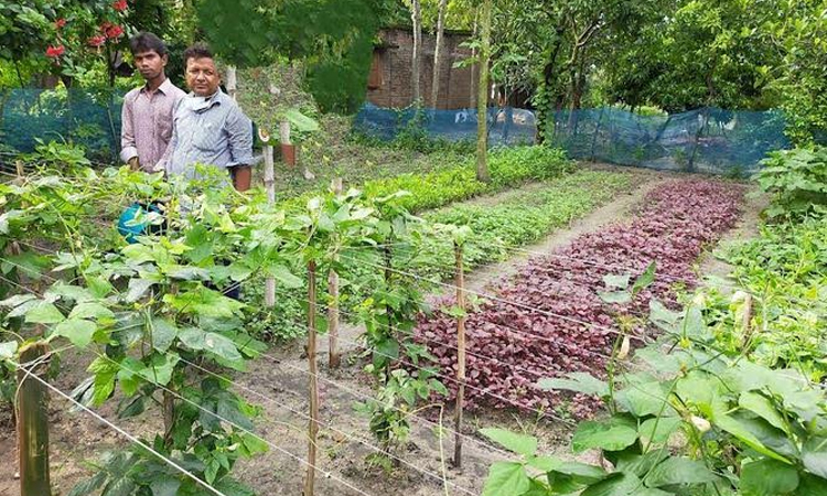 Homestead gardening makes rural communities more self-reliant in Rajshahi