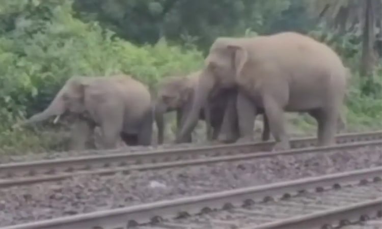 Seven elephants killed by train accident in India