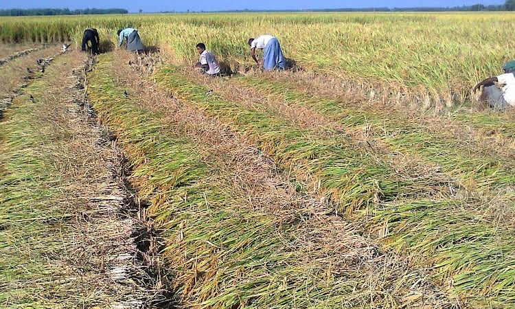 Farmers produce 20-lakh tonnes clean Aman rice in Rangpur region